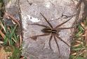 Dolomedes_minor_F2404_Z_85_HW 43 _Nieuw-Zeeland